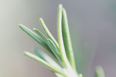 Close-up of fresh green plant rosemary