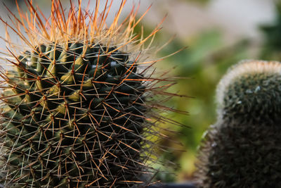 Close-up of cactus plant