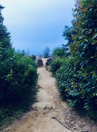 Narrow footpath amidst trees against sky