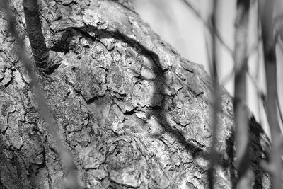 Close-up of tree trunk