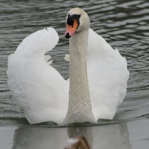 Swan swimming on lake