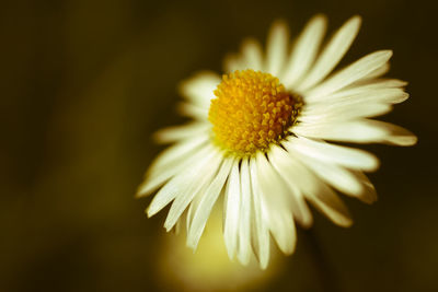 Close-up of white daisy blooming outdoors