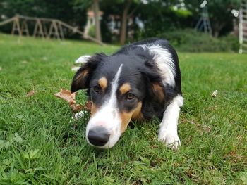 Close-up of dog on field