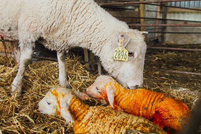 Close-up of sheep with lamb at pen