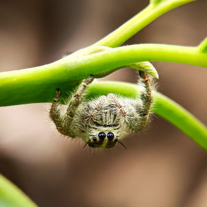 Close-up of spider on plant