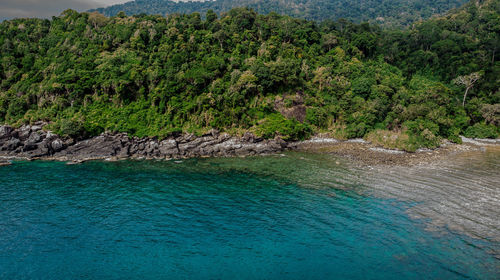 Scenic view of swimming pool by trees in forest