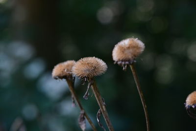 Close-up of wilted flower plant