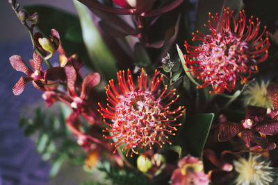 Close-up of pink flowering plant