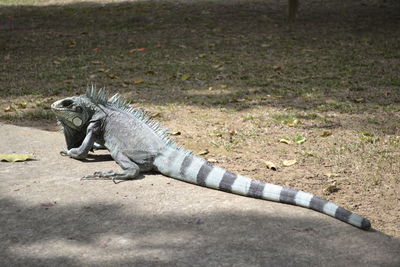 Close-up of lizard