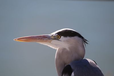 Close-up of bird