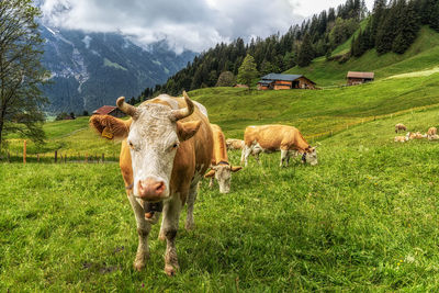 Cows feeding on local grass in grindelwald. switzerland