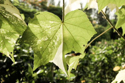 Close-up of green leaves on plant