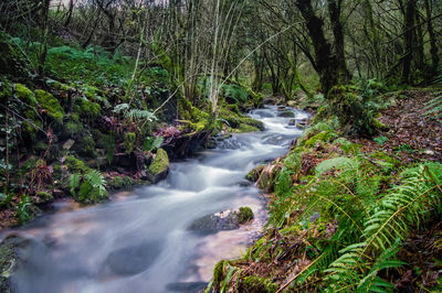 Scenic view of waterfall in forest