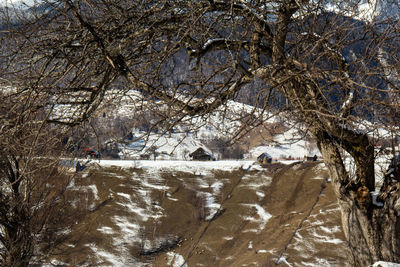 Trees on snow covered land