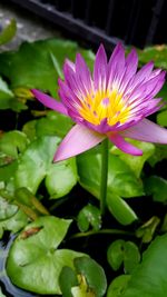 Close-up of lotus water lily