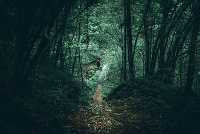 Full length of woman walking amidst trees in forest
