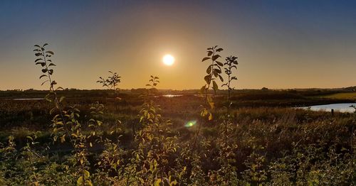 Plants growing on land against sky during sunset