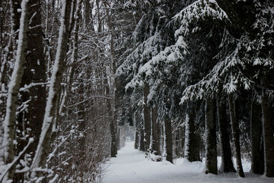 Trees in forest during winter