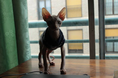 Portrait of dog on window at home