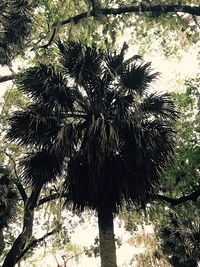 Low angle view of palm tree against sky