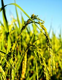 Close-up of plants growing on field against sky