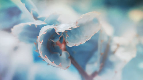 Close-up of white flowering plant