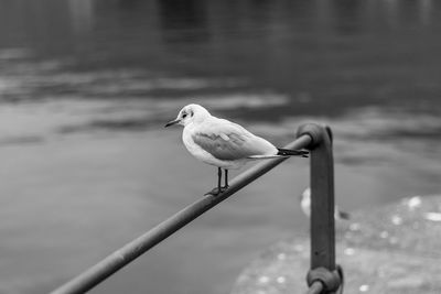 Close-up of bird perching on railing