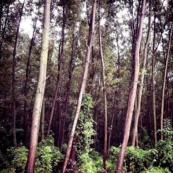 Trees in forest