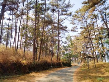 Road amidst trees in forest against sky