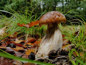 Close-up of mushroom growing on field