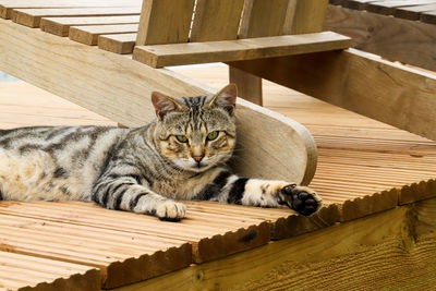 High angle view of cat resting