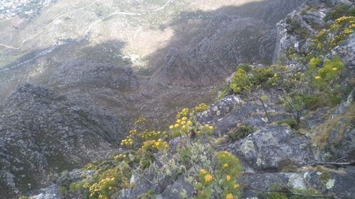 Close-up of flower tree against sky