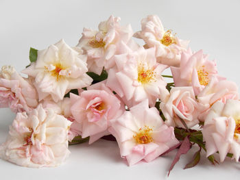 Close-up of pink roses