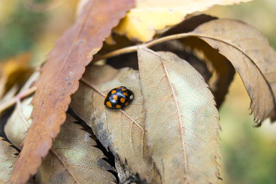 Close-up of insect on leaf