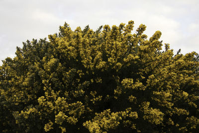 Low angle view of flowering plants against sky