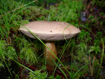 Close-up of mushroom growing in forest