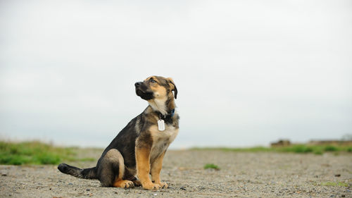 Dog looking away on field against sky