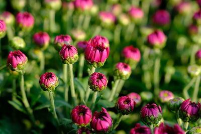 Close-up of pink flowering plants