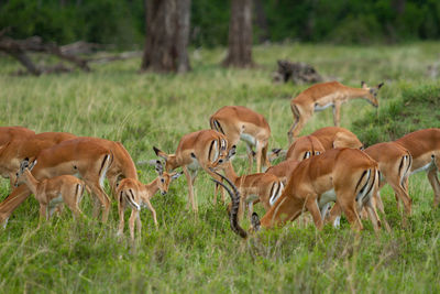 A herd of impalas in a field