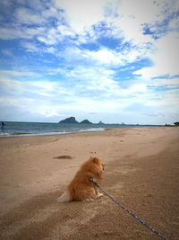 Dog on the beach