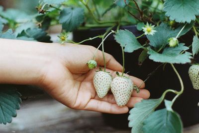 Close-up of hand holding plant