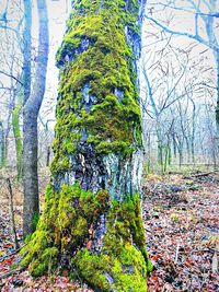 Plants growing on tree trunk