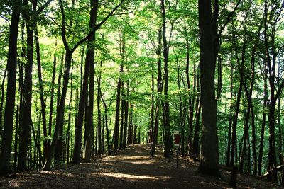 Pathway along trees in forest