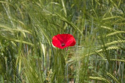 Close-up of red poppy flower in field