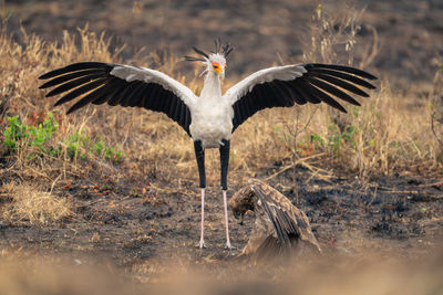 Bird flying over field