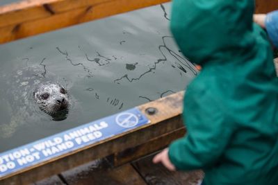 Kid looking at seal