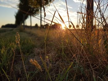 Close-up of grass on field against sky during sunset