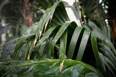 Close-up of wet plant leaves