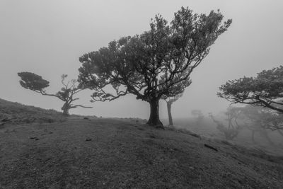 Tree on field against sky