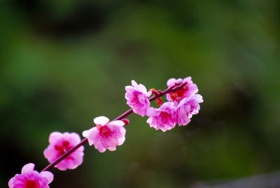 Close-up of pink flowers